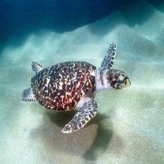 Tartaruga Pente é uma das espécies encontradas na região